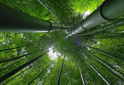View details for What are we doing to reduce our carbon footprint? What are we doing to reduce our carbon footprint?